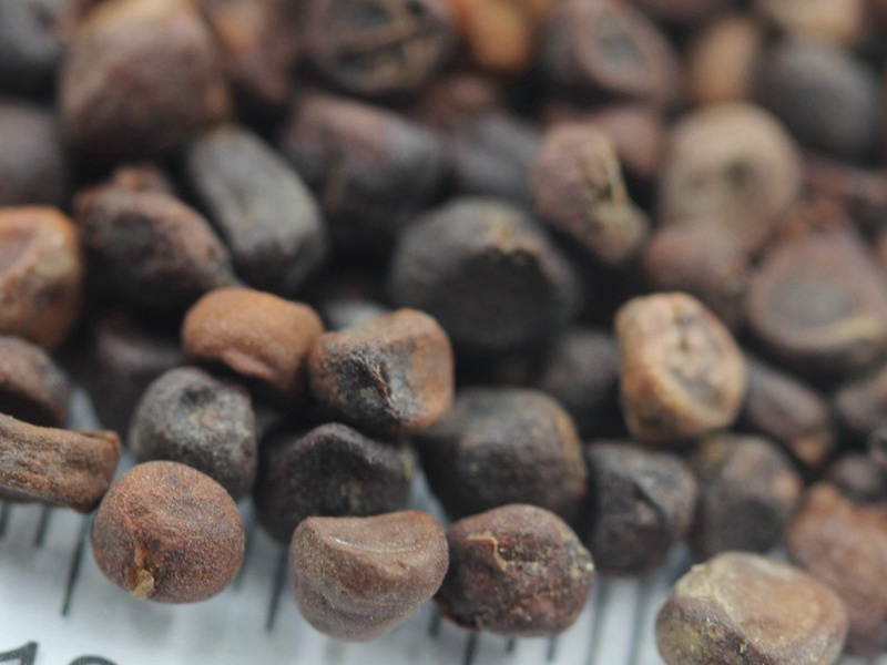 馬蓮花種子 馬蓮花種子