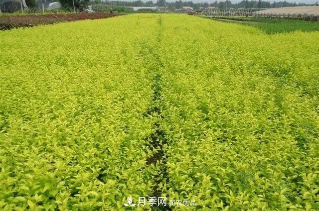 值得收藏！這些全國著名苗木產地你知道幾個？