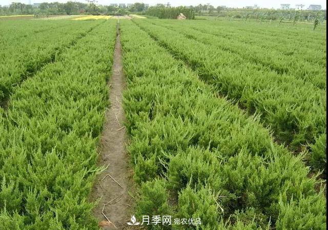 值得收藏！這些全國著名苗木產地你知道幾個？