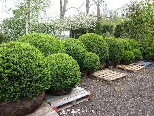 值得收藏！這些全國著名苗木產地你知道幾個？