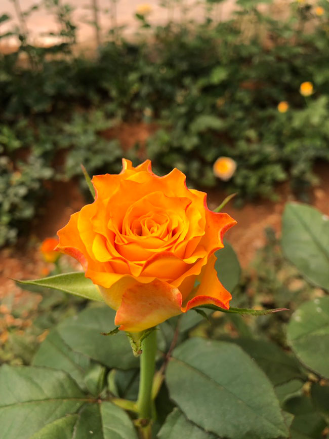 玫瑰幾月種植?玫瑰花的最佳種植時間