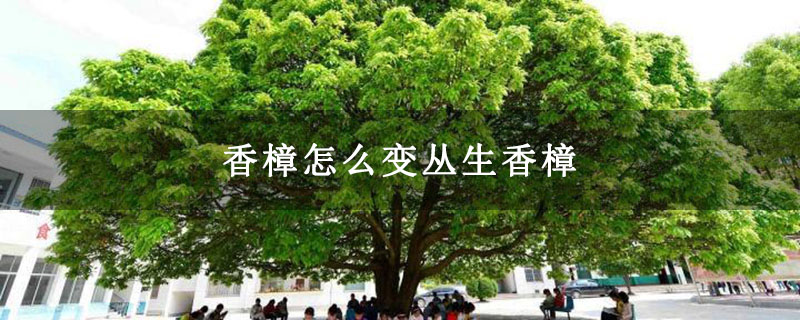 香樟怎么變叢生香樟