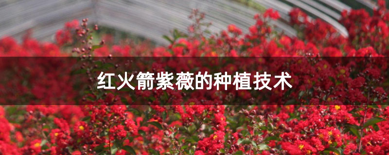 紅火箭紫薇的種植技術