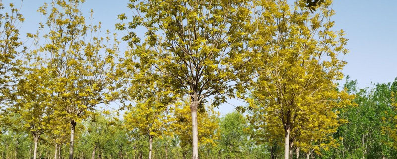 5公分金葉白蠟價格多少錢一棵 5公分金葉白蠟價格多少錢一棵？苗圃供應5~12公分金葉白蠟樹苗，樹形美觀，樹姿漂亮，枝葉茂盛，生長旺盛，它根系發達，移栽成活了高。原產地供應直銷金葉白蠟的價格低于市場，5公分金葉白蠟價格180元一棵。本文主要介紹金葉白蠟價格、種植、園林用途等內容，如果您需要采購金葉白蠟，可以到文章下方咨詢花木網商家。 金葉白蠟屬于彩葉樹種之一，市場上米徑為8厘米價格為240-270元左右，河北金葉白蠟米徑為6厘米價格為80-85元左右，擁有很強的適應能力，特點是抗寒冷、干旱、鹽堿。從花木網了解到，5公分金葉白蠟價格180元一棵，地徑2公分金葉白蠟價格10元一棵，4公分金葉白蠟價格96元一棵。注：金葉白蠟的價格受到行情和規格的影響，有上下浮動，供參考，有需要采購的朋友可以咨詢商家獲取實時報價。 金葉白蠟的園林價值有哪些 1、金葉白蠟樹高10-15米，枝葉稠密，樹形優美，嫩葉金黃，7月底以后，漸變為黃綠色。植株的適應性很好，可以廣泛栽種于陽坡、山麓、溝谷、水邊、丘陵、平原地區。 2、金葉白蠟成片或者成排種植，極具詩情畫意，近看滿樹葉片金黃，金燦燦的很動人，遠看像金色的鑲邊，搭配其他苗木有畫龍點睛的作用。 3、金葉白蠟的萌發力強，材理通直，植株生長迅速，柔軟堅韌，樹形優美，適合作風景樹、行道樹、庭蔭樹等，它的園林應用非常廣。