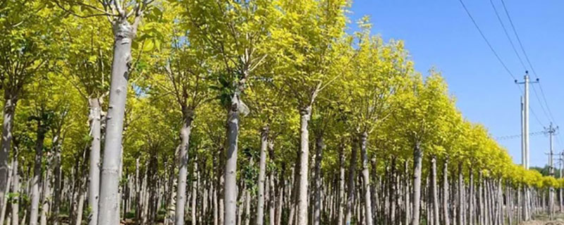 6公分金葉白蠟價格多少錢一棵