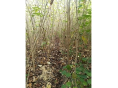 巨紫荊多少錢(qián)？巨紫荊價(jià)格最新市場(chǎng)預(yù)測(cè)