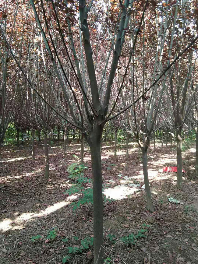 紅葉李樹苗多少錢一棵?2020年紅葉李樹苗價格最新價格