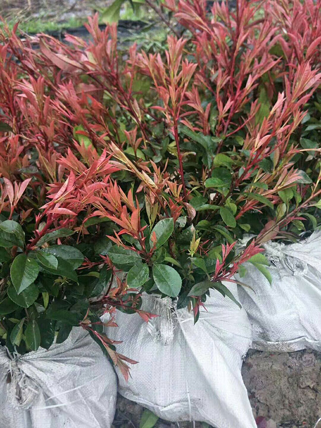 紅葉石楠球冬季如何防護?紅葉石楠冬季養護方法