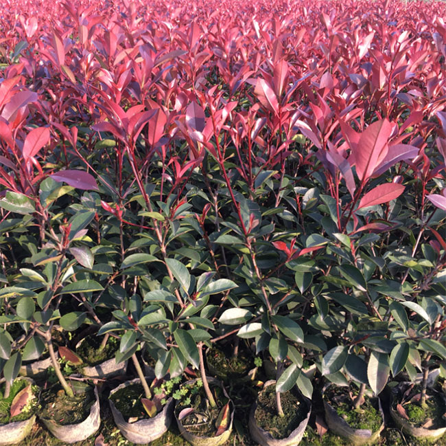 紅葉石楠球如何種植?紅葉石楠球種植技術(shù)及注意事項(xiàng)