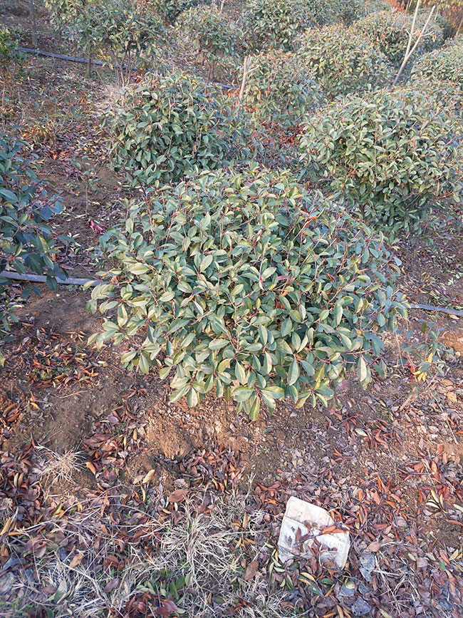 紅葉石楠球如何種植?紅葉石楠球種植技術(shù)及注意事項(xiàng)