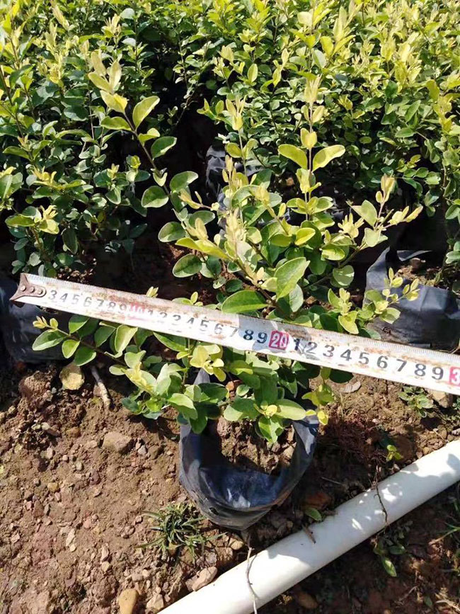 紅葉石楠球如何種植?紅葉石楠球種植技術(shù)及注意事項(xiàng)