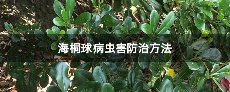海桐球病蟲害防治方法