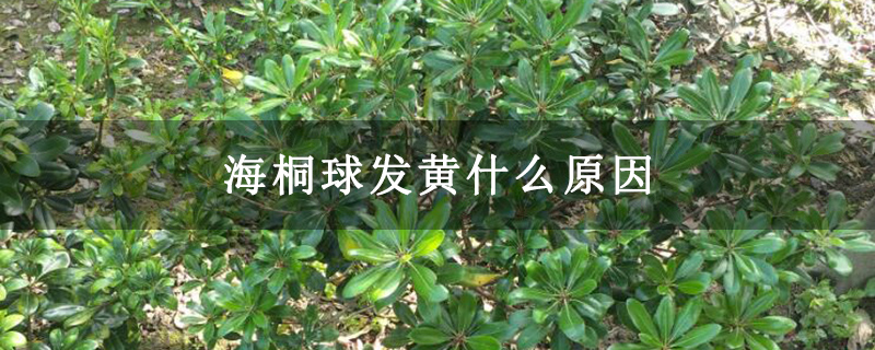 海桐球發(fā)黃什么原因