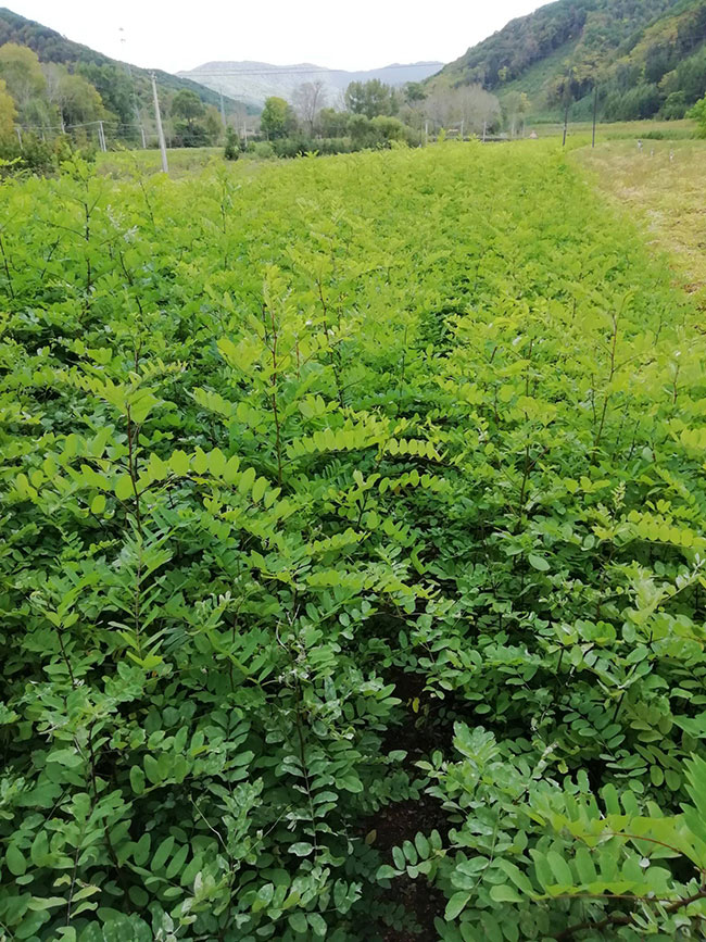 刺槐樹苗價(jià)格行情