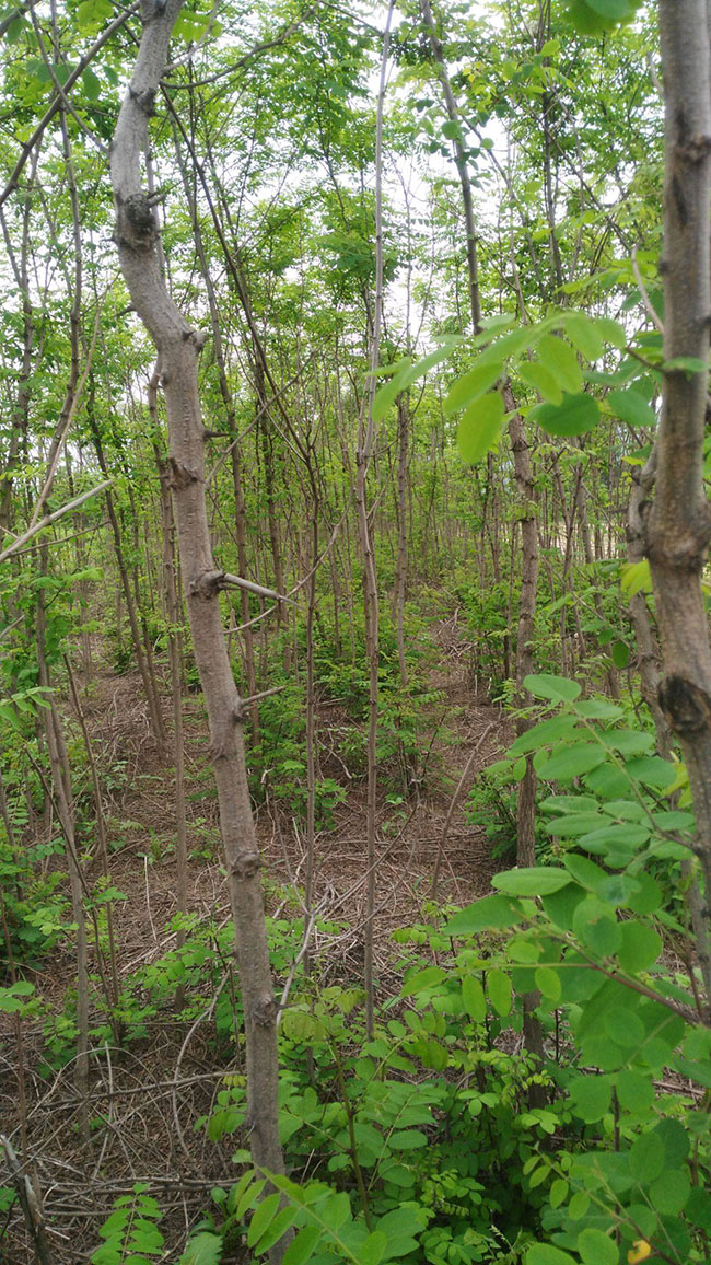 刺槐樹苗價(jià)格行情