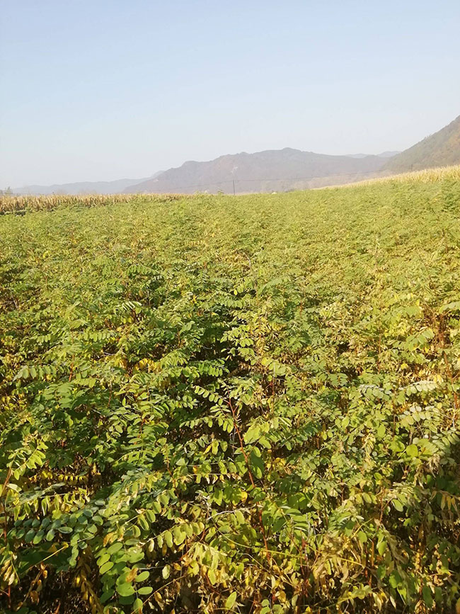 刺槐樹苗價(jià)格行情