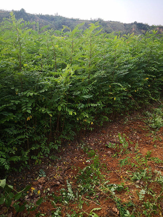 刺槐樹苗價(jià)格行情