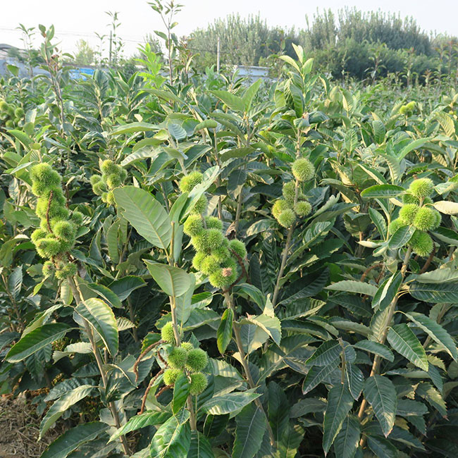 板栗苗多少錢一棵?板栗苗哪個(gè)品種最好?