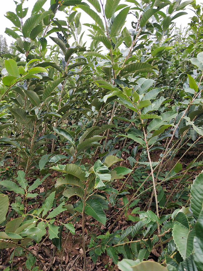 板栗苗多少錢一棵?板栗苗哪個(gè)品種最好?