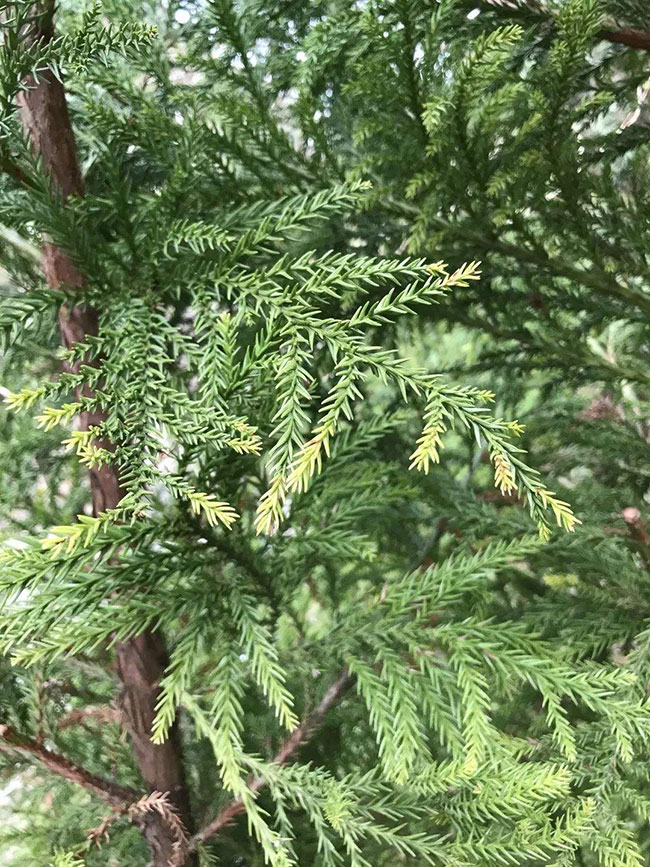 日本柳杉如何種植?日本柳杉栽培技術