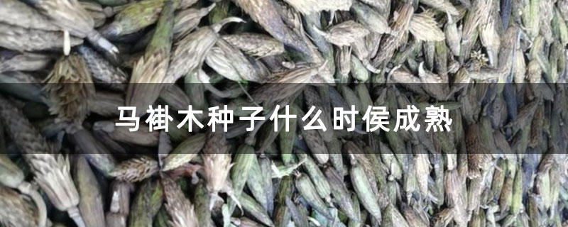 馬褂木種子什么時(shí)侯成熟