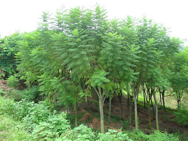 藍(lán)花楹苗木