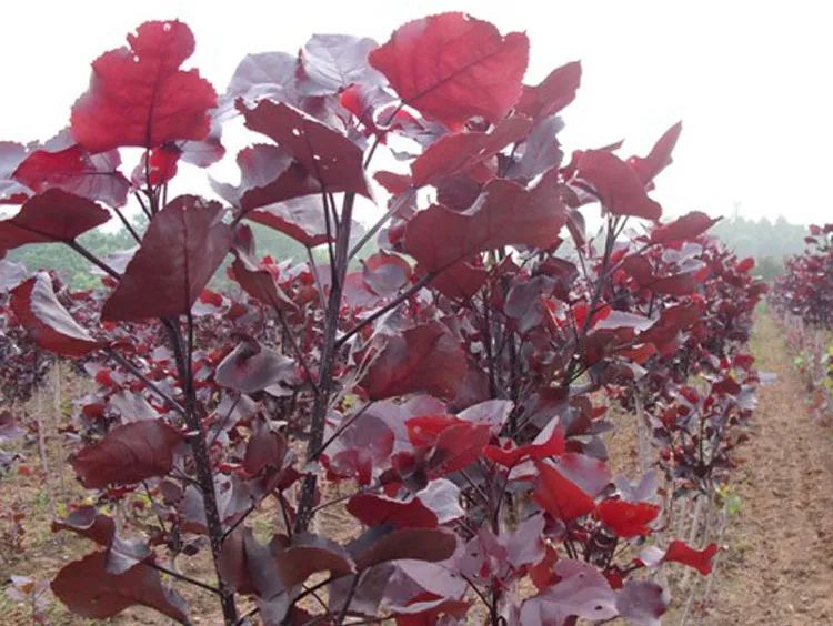 1675198942227595.jpg 微信圖片_20230201050120.jpg