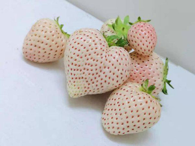 白草莓市場(chǎng)行情怎么樣？白草莓種植前景如何？