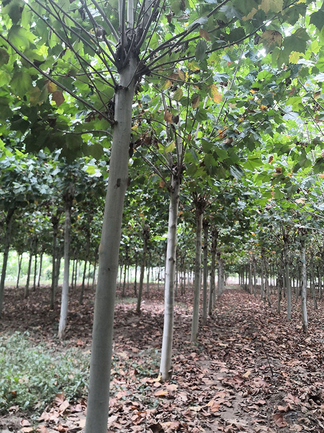 速生法桐多少錢一棵?2020年速生法桐價格最新價格