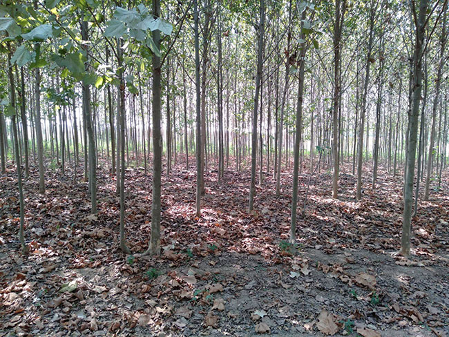 速生法桐多少錢一棵?2020年速生法桐價格最新價格