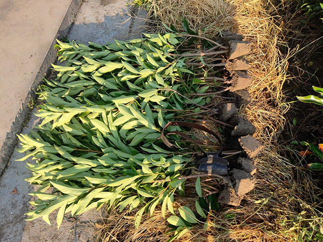 法國冬青價格多少錢一棵?法國冬青的種植方法