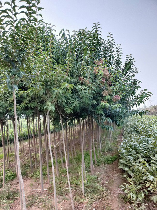 15公分大葉女貞價格多少錢？2020年最新大葉女貞價格