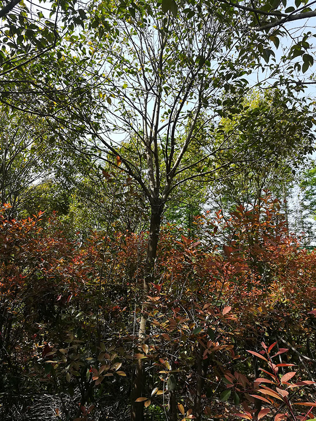 15公分大葉女貞價格多少錢？2020年最新大葉女貞價格