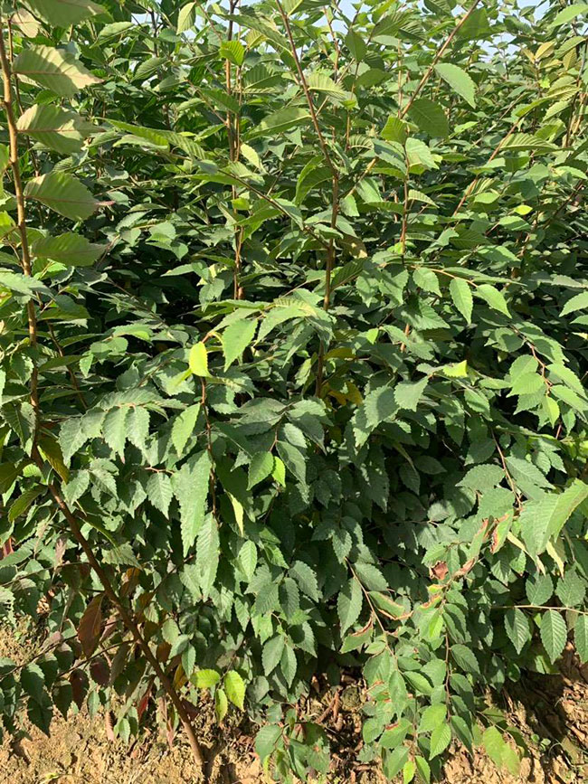 櫸樹產地在什么地方?櫸樹適合什么地方種植?