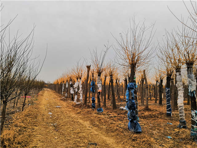 高接金枝槐照片種植基地實拍