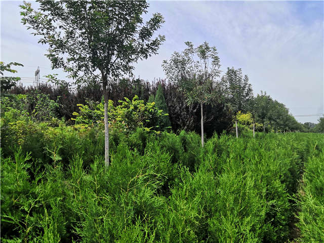 沭陽長景園林側柏種植基地實拍圖片