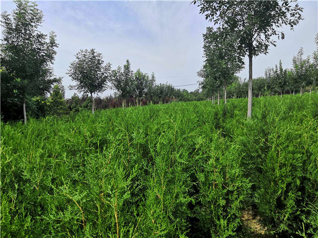 沭陽長景園林側柏種植基地實拍圖片