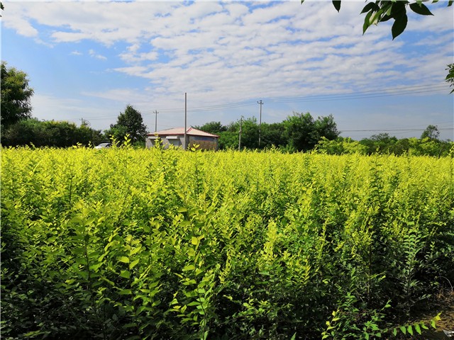 金葉榆籬種植基地實(shí)拍圖片