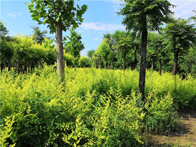 金葉榆籬種植基地實(shí)拍圖片