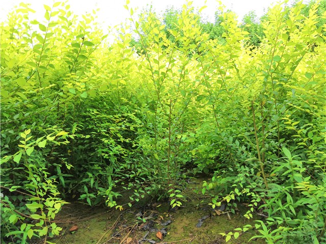 金葉榆籬種植基地實(shí)拍圖片
