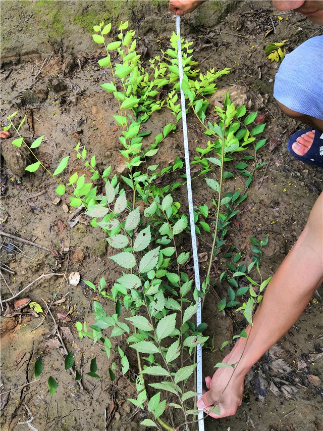 金葉榆籬種植基地實(shí)拍圖片
