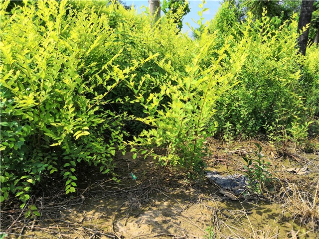 金葉榆籬種植基地實(shí)拍圖片