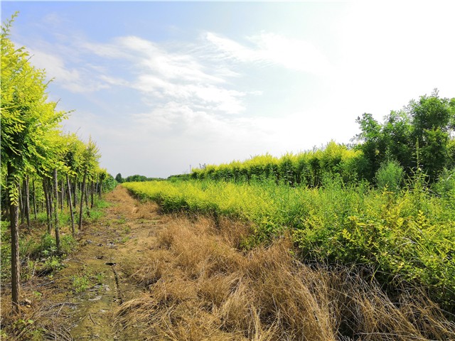 金葉榆籬種植基地實(shí)拍圖片