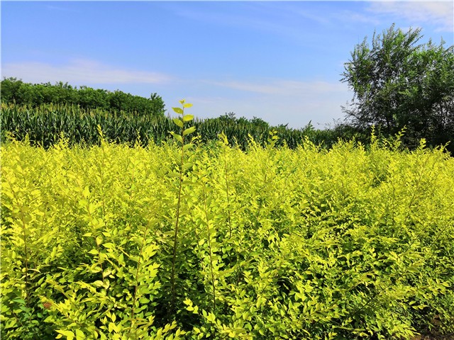 金葉榆籬種植基地實(shí)拍圖片