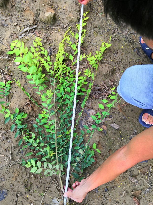 金葉榆籬種植基地實(shí)拍圖片