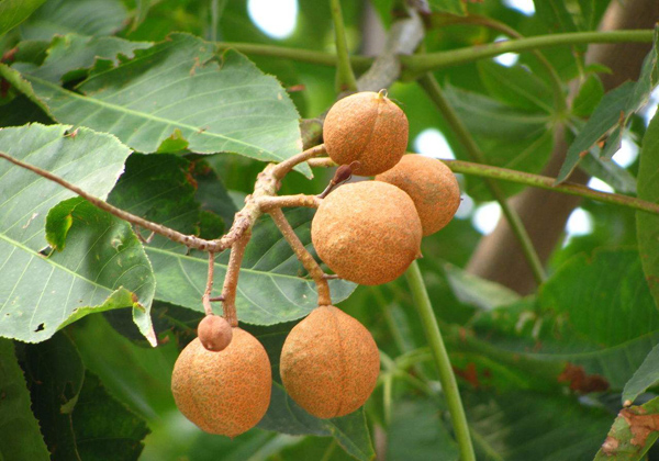 七葉樹果實(shí)