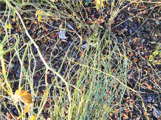 棣棠種植基地實(shí)拍