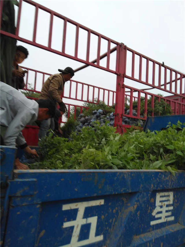 棣棠裝車現(xiàn)場(chǎng)