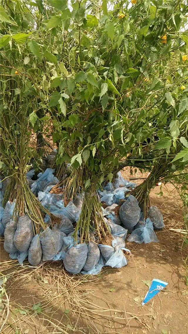 棣棠挖苗現(xiàn)場(chǎng)等待裝車