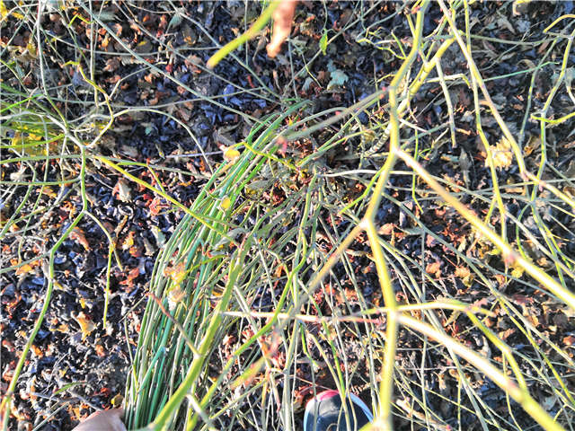 棣棠種植基地實(shí)拍